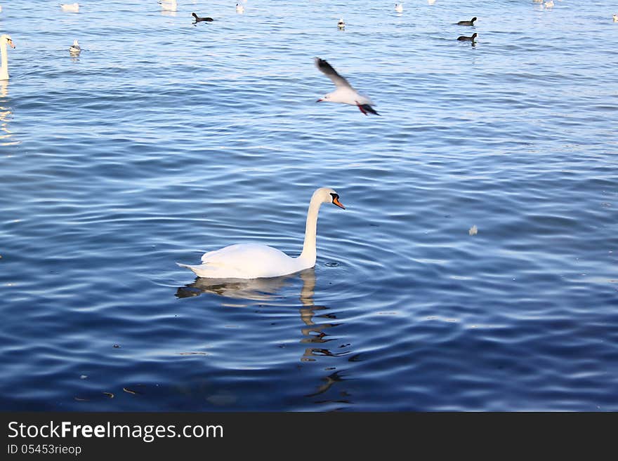 Swans and ducks.