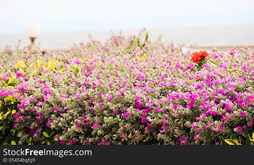 Good viewer of purple flower