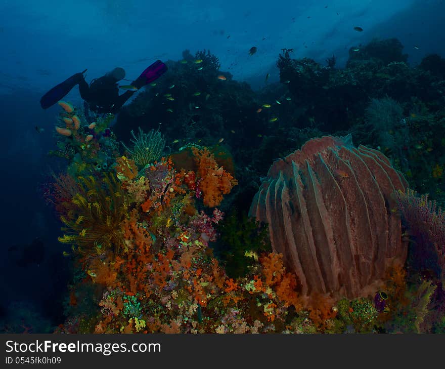 Under water seascape in raja ampat