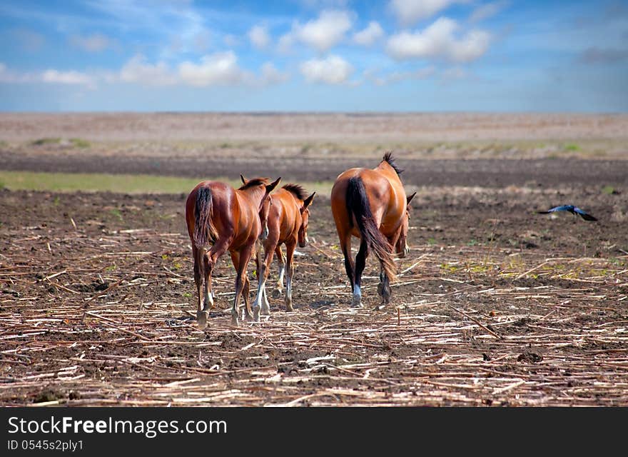 Horses on the Prairie