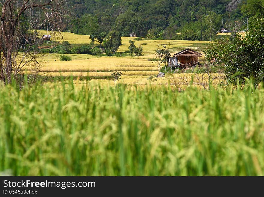 The little hut in the paddy rice field