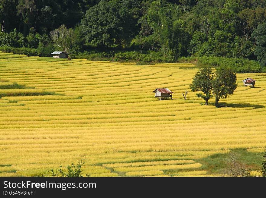 Paddy rice field with the little hut