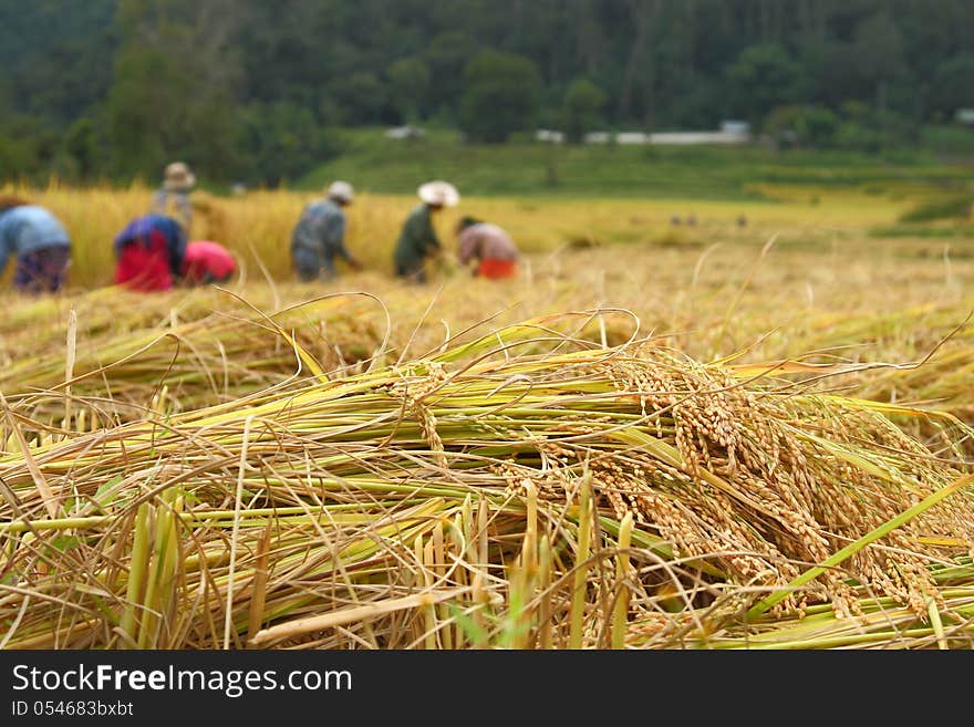 The hilltribes are helping harvest the rice in the paddy field@Chiangmai Thailand. The hilltribes are helping harvest the rice in the paddy field@Chiangmai Thailand