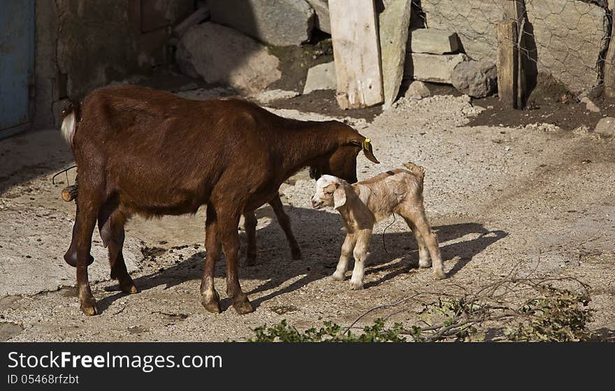 A new born goat and his mother still carrying the funicle and placenta. A new born goat and his mother still carrying the funicle and placenta