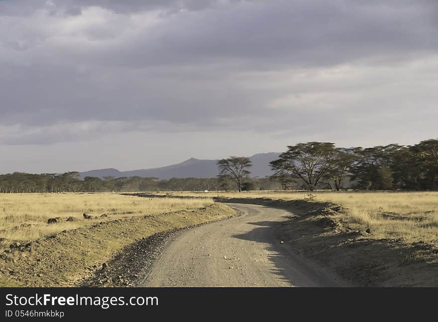 Drive through the national park of nakuru in Kenya. Drive through the national park of nakuru in Kenya