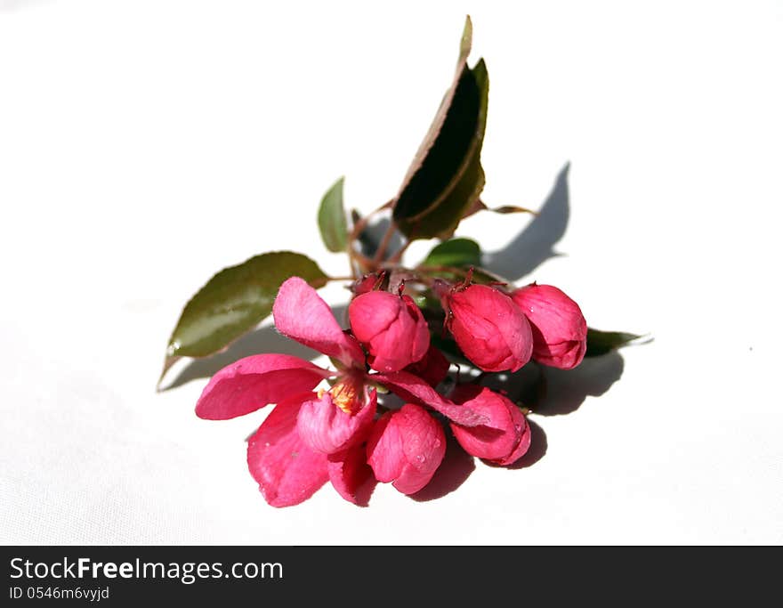 Apple-tree Flowers