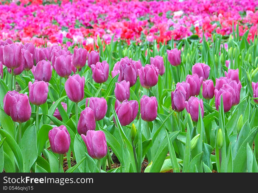 Beautiful tulips on the field