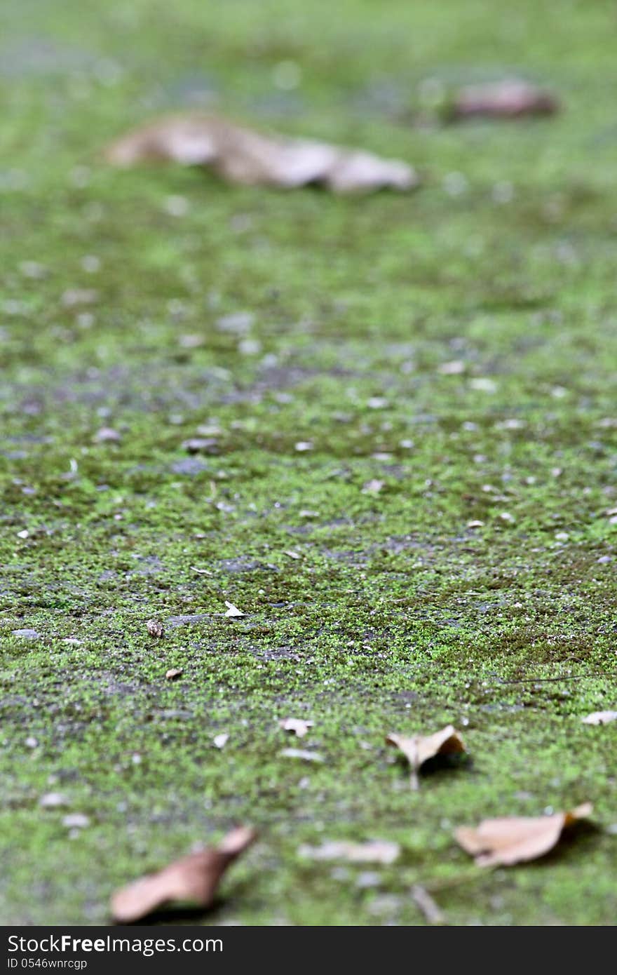 Moss in the resort yard. Moss in the resort yard