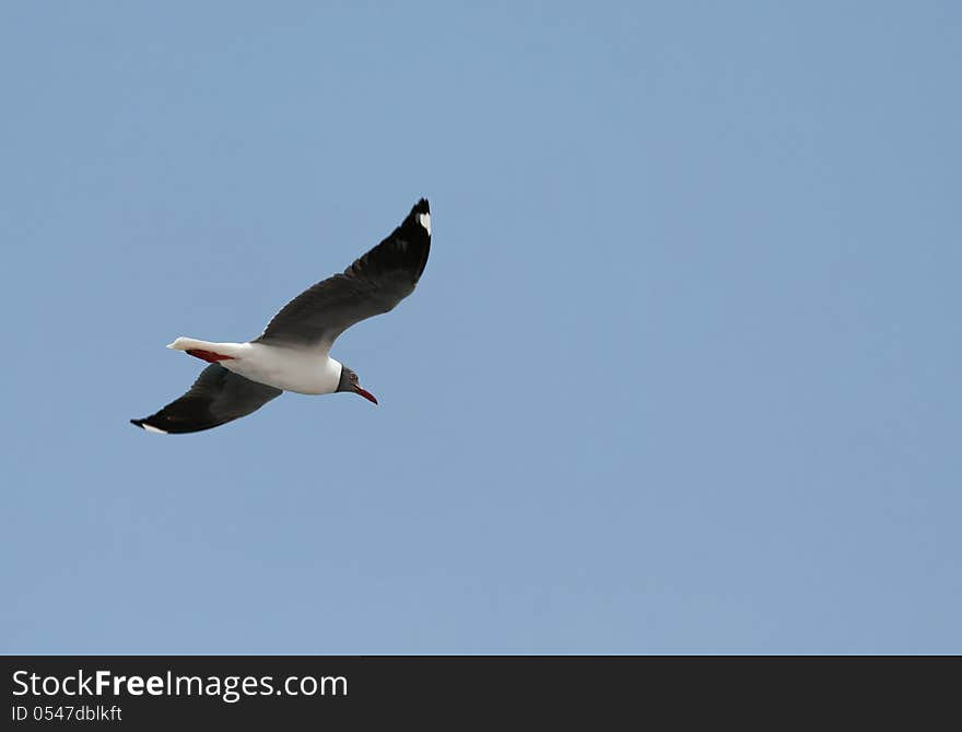 Tern in fly