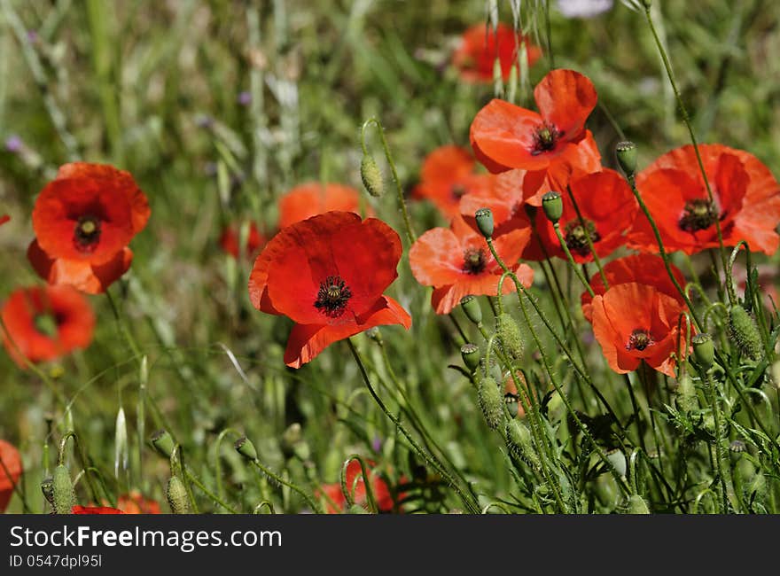 The Poppies