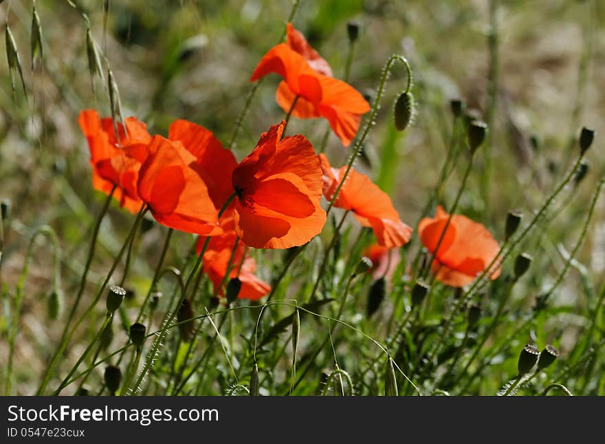 The Poppies