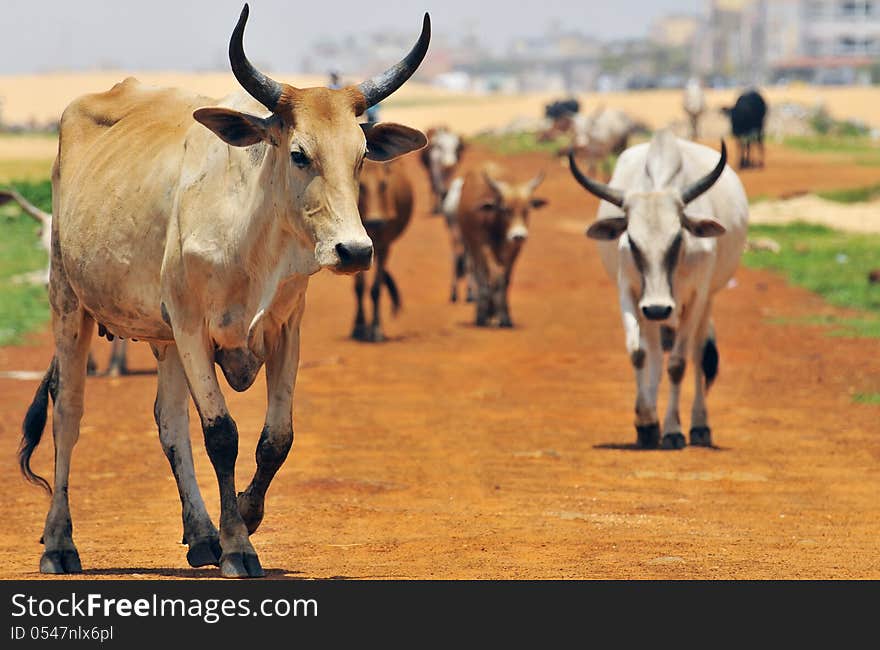 Herd of zebus