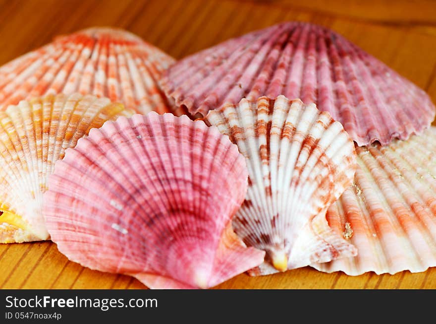 Pink and orange sea shell for decorating fish tank. Pink and orange sea shell for decorating fish tank.