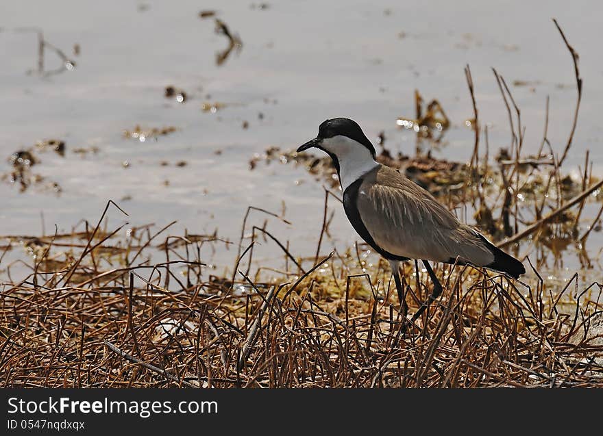 A spur-winged Lapwing alighted on the edge of pond. Photo taken in west Africa.