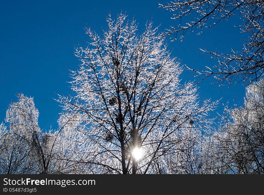 Winter tree on a background of blue sky