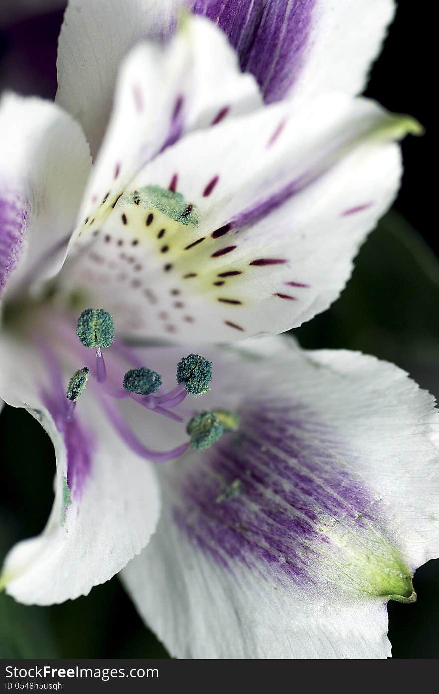 Alstroemeria - White And Purple Peruvian Lily