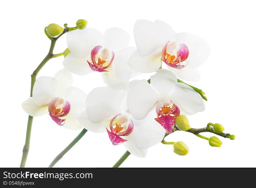 White orchid isolated on white, closeup