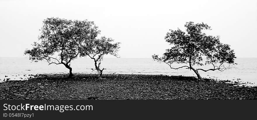 Mangrove tree from south of Thailand. Mangrove tree from south of Thailand.