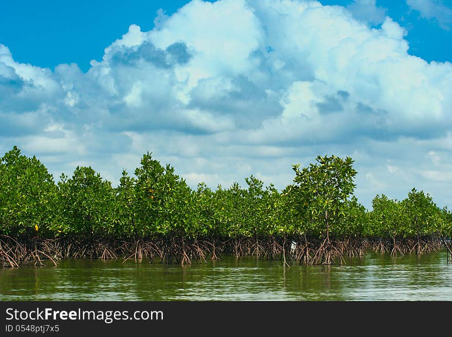 Thailand Mangrove Forest