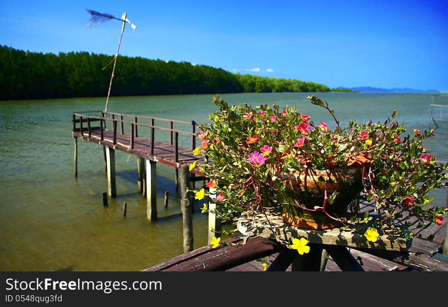 Thailand Mangrove Forest