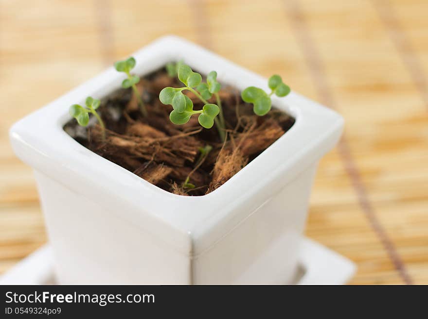 Close up organic kaiware, japanese vegetable or watercress are in white retro cup with old wood background.