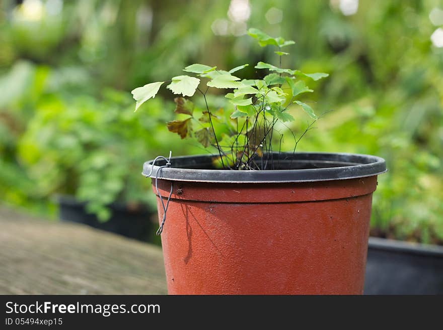 Adiantum Tenerum Sw.