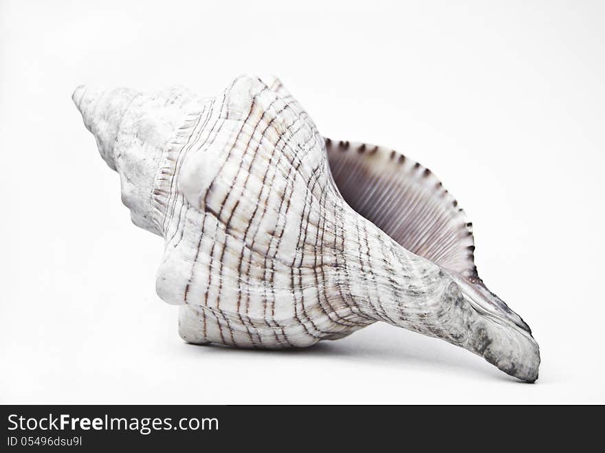 Conch shell on a white background