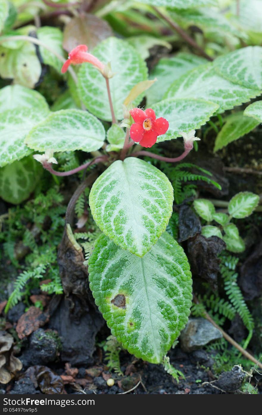 Red Episcia or Flame violet (Episcia cupreata (Hook.) Hanst) flower and leaves in garden