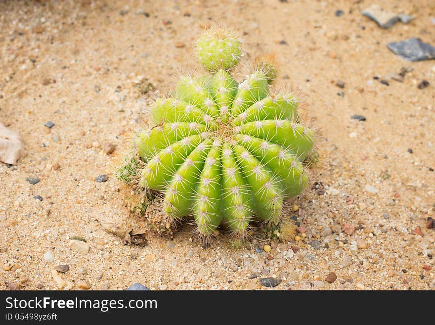 Echinocactus grusonii Cactus plant, Kos, Greece, Europe