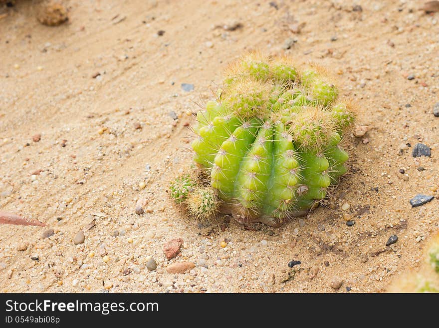 Echinocactus grusonii Cactus plant, Kos, Greece, Europe