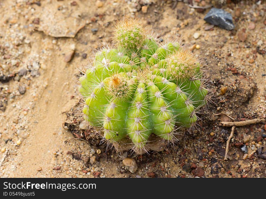 Echinocactus grusonii Cactus plant, Kos, Greece, Europe