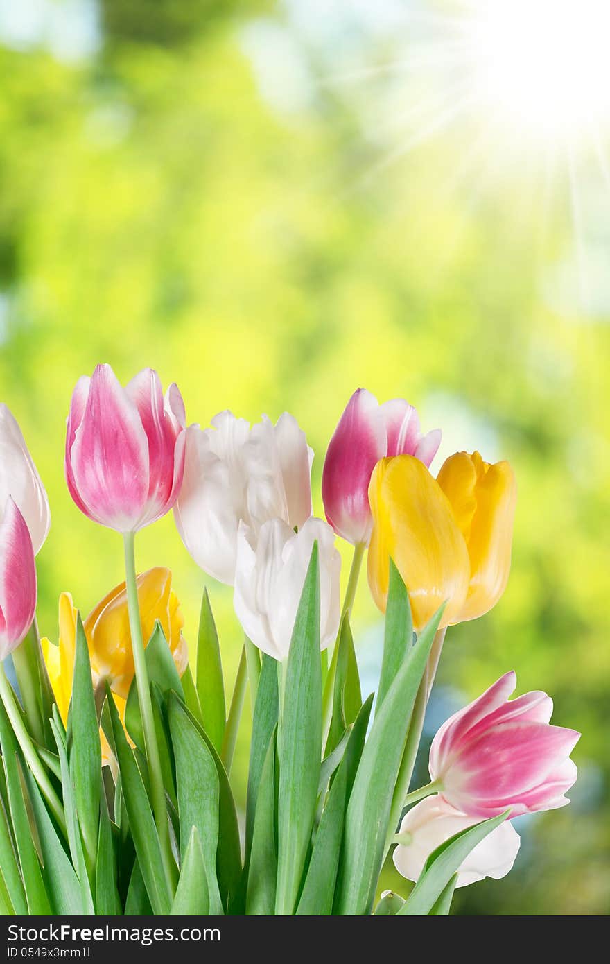 Tulips on a blur background of nature. Tulips on a blur background of nature.