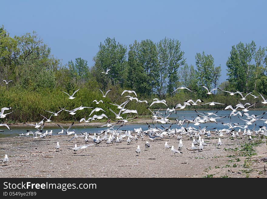 Many seagulls flying above the river. Many seagulls flying above the river