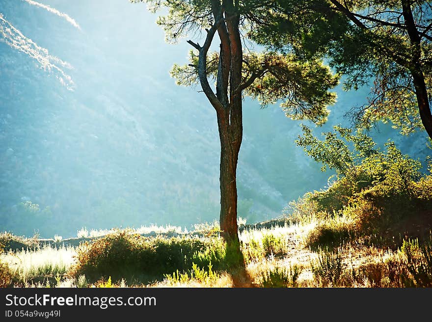 Silhouette of a tree against the suns rays