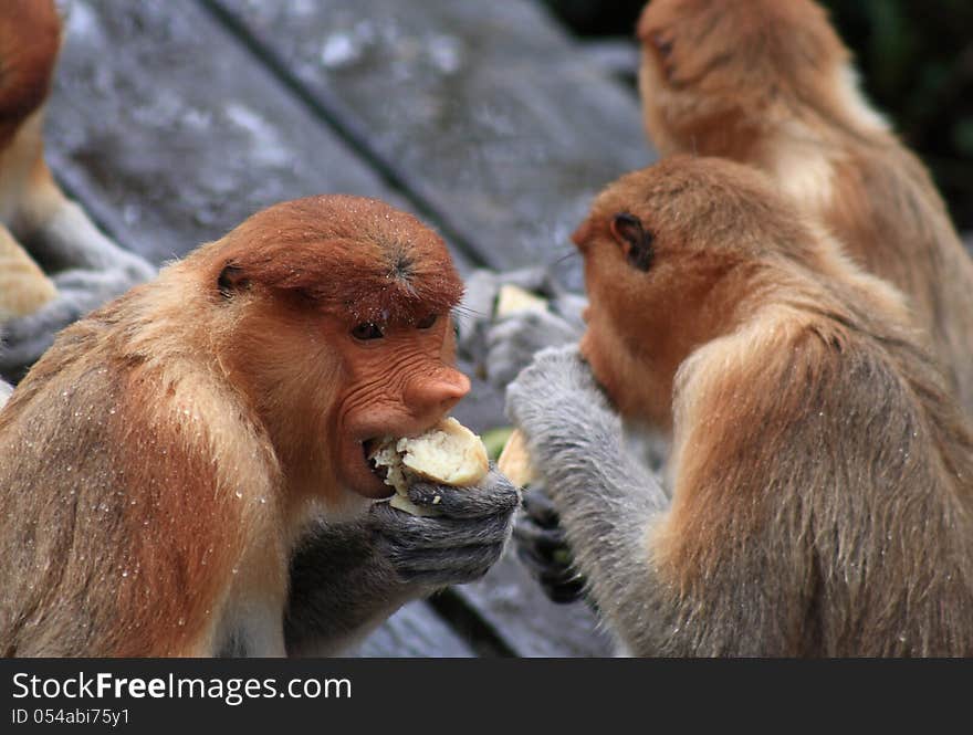 Nasalis Larvatus Monkey