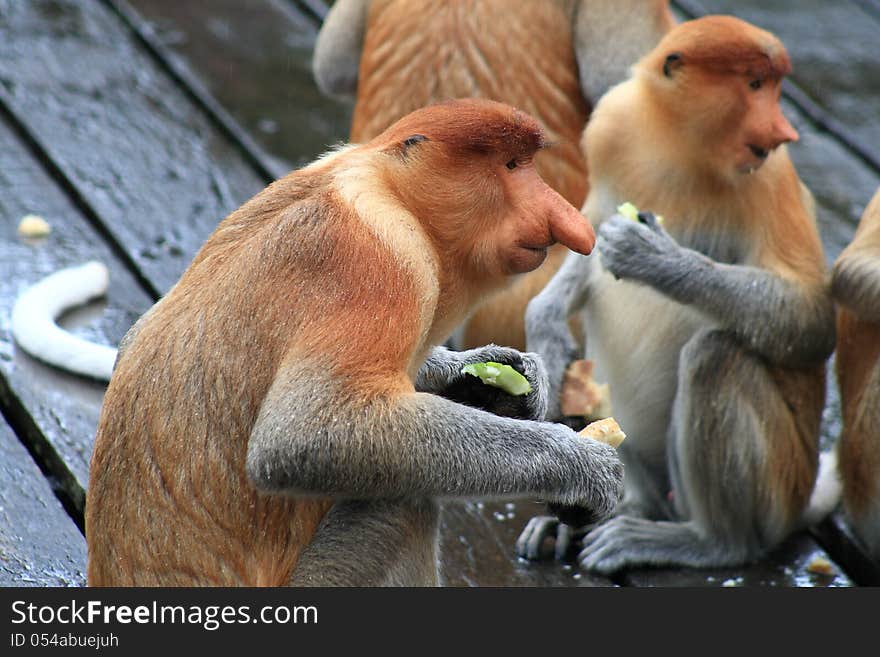 Nasalis larvatus monkey eating after the rain. Borneo island, Sabah, Malaysia