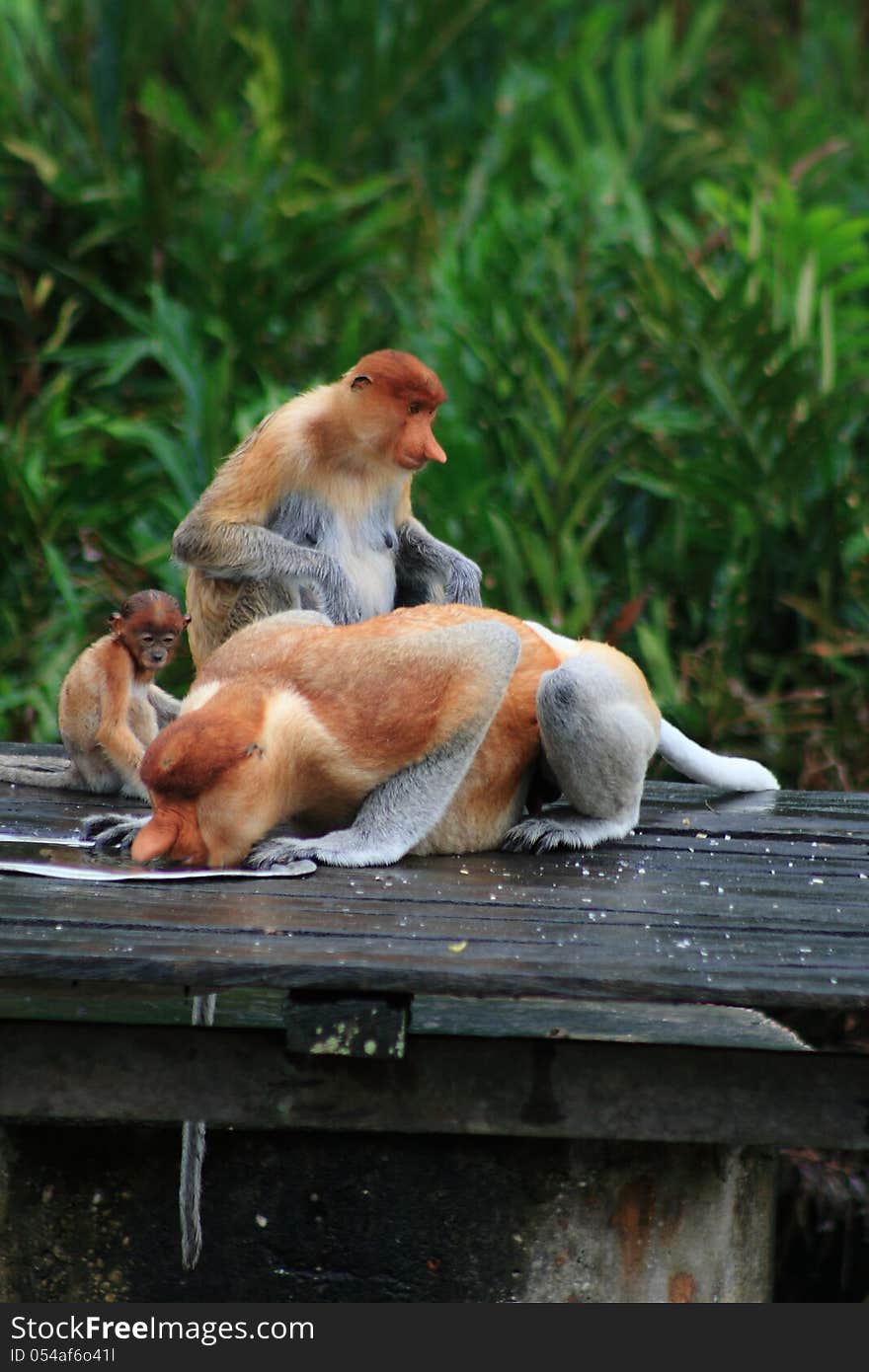 Nasalis larvatus monkey