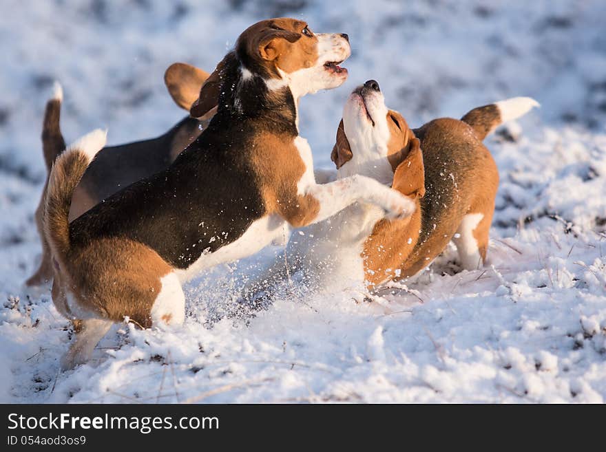 Three Beagles Having Fun