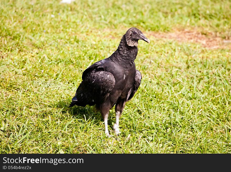 Vulture On Grass