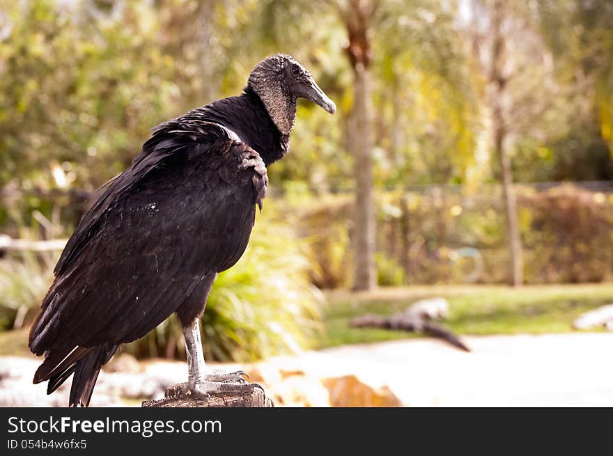 Profile of a vulture on a fence. Profile of a vulture on a fence.