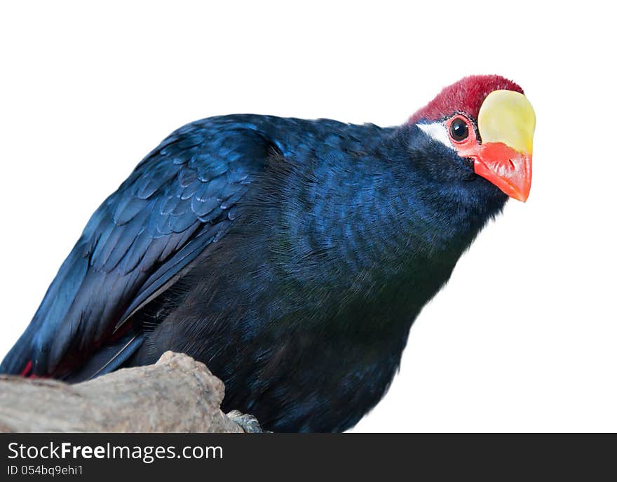 Portrait of a violet turaco with yellow and red beak isolated on white. Portrait of a violet turaco with yellow and red beak isolated on white