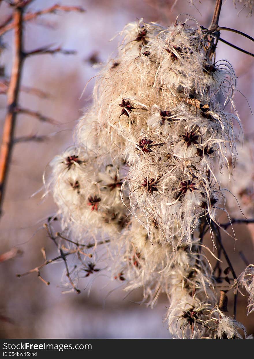 Fluffy seeds