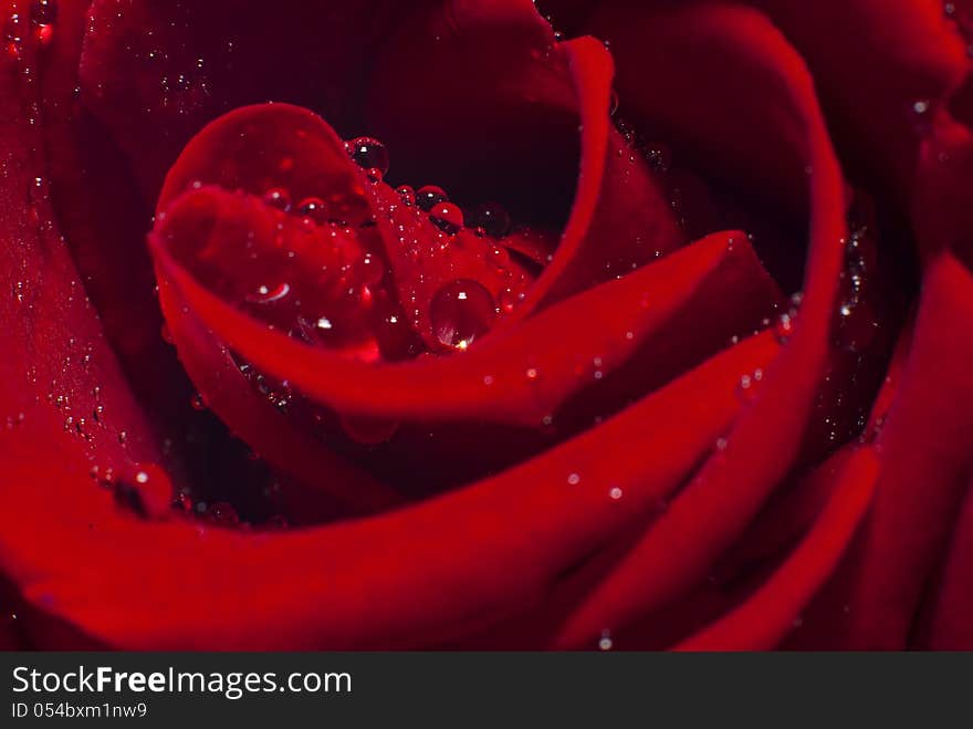 Lovely red rose after the rain. Full of water droplet.