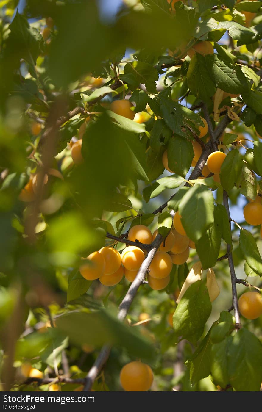 Cherry plum on the tree in the bright day within the leaves