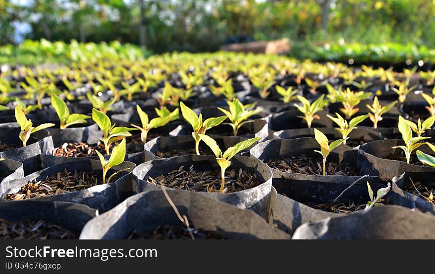 Young seedlings in small pots