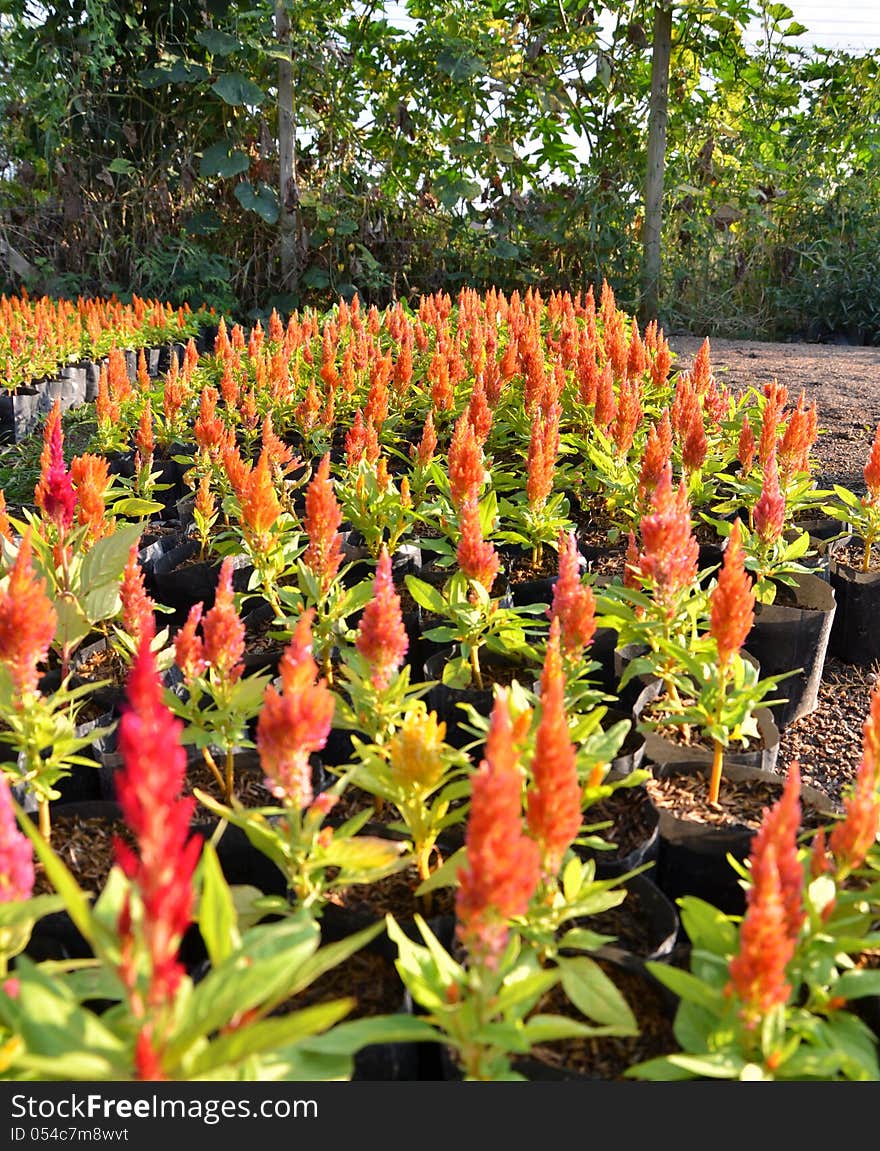 Red Plumed Celosia Flower