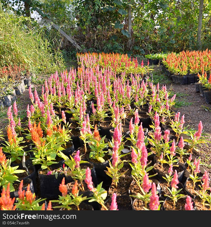 Pink Plumed Celosia Flower