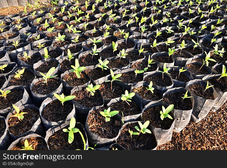 Young seedlings in small pots