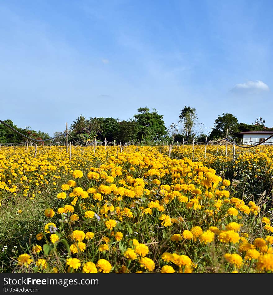 Marigold farm fully harvest in Thailand