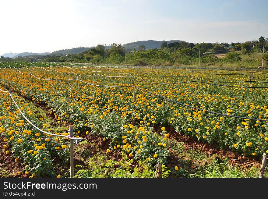 Marigold farming in KaoYai Thailand